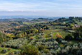 Agricultural land with grape vinyards & olive orchards around San Gimignano, Italy.