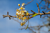 Wild pear flowers in full bloom on a branch, captured under a clear sky.