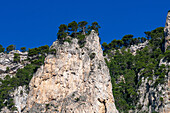 Maritime pine trees, Pinus pinaster, high on a cliff top on the south coast of the island of Capri, Italy.