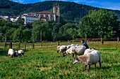 Latxa and Carranzana sheeps for made Idiazábal cheese productor in Ondarre, Goierri, Basque Highlands Basque Country, Euskadi Spain.