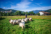 Latxa and Carranzana sheeps for made Idiazábal cheese productor in Ondarre, Goierri, Basque Highlands Basque Country, Euskadi Spain.