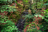 Lizarrusti park, Aralar natural park, beech forest Guipuzcoa Navarra, Goierri, Basque Highlands Basque Country, Gipuzkoa, Euskadi Spain, GR path Altxonbide ibilbidea. GR 35