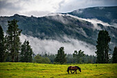 Wild horses in Urkiola natural park Urkiolagirre meadows, Bizkaia, Euskadi, Basque Country Spain