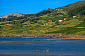 Aerial view of Gernika estuary, Urdaibai Biosphere Reserve, Sukarrieta, Biscay, Basque Country, Euskadi, Euskal Herria, Spain, Europe.