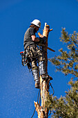 A tree surgeon uses a chain saw to cut the trunk of a tree in smaller logs before cutting it down.