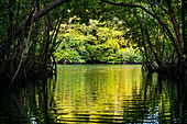 Boat mangrove discovery tour in Sebung River, Bintan island, Riau islands, Indonesia.