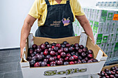 Unloading donated products in Rebost Solidari de Gracia, Gracia neighborhood, Barcelona, Spain, Europe. The Rebost Solidari de Gracia is a distributor entity of the Food Bank in its Sec, SERMA (fresh fruit and vegetables), cold chain (frozen and refrigerated products) and FEGA (products received from the EU) programs. An efficient management of all the food surpluses generated by the neighborhood (markets, supermarkets, shops, companies, restaurants, school canteens and others) is an important enough objective in itself, both for its use in the neighborhood and for the possible redistribution 