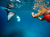 Swimming with reef manta rays gian manta ray birostris in Ari Atoll, Maldives.