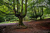 Landscape leafy Otzarreta beech forest in Gorbeia natural park Urkiolagirre, Bizkaia, Euskadi, Basque Country Spain