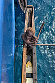 Residents of Tungelo Island in their traditional dugout canoes, New Ireland province, Papua New Guinea