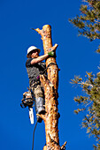 A tree surgeon uses a chain saw to cut the trunk of a tree in smaller logs before cutting it down.