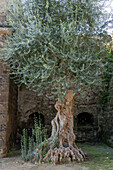 A very old olive tree by the historic city wall of the city of Sorrento, Italy.