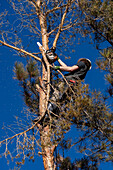 A tree surgeon uses a chain saw to cut off the branches of a tree before cutting it down.