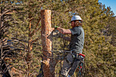 A tree surgeon uses a chain saw to cut the trunk of a tree in smaller logs before cutting it down.