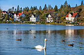 Ducks and geese swimming at the Tjornin lake in Reykjavik. Iceland