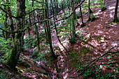 Beeches on the way to the San Adrián tunnel on the Aizkorri mountain range at the Basque Country, Goierri, Basque Highlands Basque Country, Euskadi Spain.