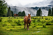 Wild horses in Urkiola natural park Urkiolagirre meadows, Bizkaia, Euskadi, Basque Country Spain