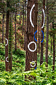 Oma Forest is a work of art by Agustin Ibarrola, a Basque sculptor and painter, in the natural reserve of Urdaibai, Oma, Vizcaya, Basque country Euskadi, Spain