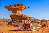 White camel in front of the mushroom rock at Al Fetra Wadi Rum, Jordan