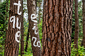 Oma Forest is a work of art by Agustin Ibarrola, a Basque sculptor and painter, in the natural reserve of Urdaibai, Oma, Vizcaya, Basque country Euskadi, Spain