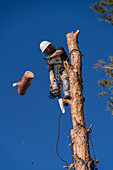 A tree surgeon drops a sawn off section of the trunk of a tree before cutting the tree down.