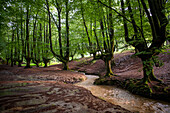 Landscape leafy Otzarreta beech forest in Gorbeia natural park Urkiolagirre, Bizkaia, Euskadi, Basque Country Spain