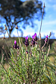 Wild lavender growing in natural surroundings with scenic background in Alosno, Huelva.