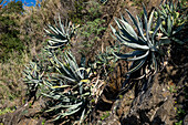 Agaves growing on a hillside in Manarola, Cinque Terre, Italy.