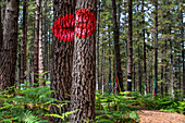 Oma Forest is a work of art by Agustin Ibarrola, a Basque sculptor and painter, in the natural reserve of Urdaibai, Oma, Vizcaya, Basque country Euskadi, Spain