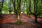 Landscape leafy Otzarreta beech forest in Gorbeia natural park Urkiolagirre, Bizkaia, Euskadi, Basque Country Spain