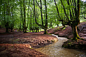 Landscape leafy Otzarreta beech forest in Gorbeia natural park Urkiolagirre, Bizkaia, Euskadi, Basque Country Spain