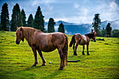 Wild horses in Urkiola natural park Urkiolagirre meadows, Bizkaia, Euskadi, Basque Country Spain