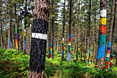 Oma Forest is a work of art by Agustin Ibarrola, a Basque sculptor and painter, in the natural reserve of Urdaibai, Oma, Vizcaya, Basque country Euskadi, Spain