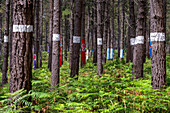 Oma Forest is a work of art by Agustin Ibarrola, a Basque sculptor and painter, in the natural reserve of Urdaibai, Oma, Vizcaya, Basque country Euskadi, Spain