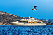 Polar skua bird and the silversea Endeavor in the coast of East Greenland in the village of Aappilattoq, South Greenland, Arctic sea.