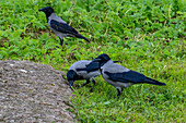 Hooded Crows, Corvus cornix, on the grounds of the Colosseum in Rome, Italy.