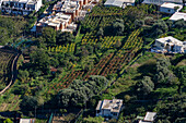 Terraced grape vineyards & olive groves in the town of Capri, largest community on the island of Capri, Italy.