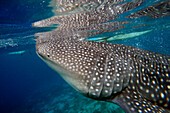 Close-Up Of A Whale Shark Rhincodon Typus at Oslob Cebu, Central Visayas, Philippines.