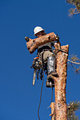 A tree surgeon drops a sawn off section of the trunk of a tree before cutting the tree down.