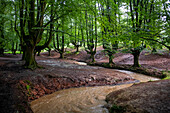 Landscape leafy Otzarreta beech forest in Gorbeia natural park Urkiolagirre, Bizkaia, Euskadi, Basque Country Spain