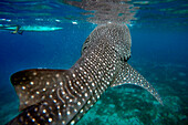 Close-Up Of A Whale Shark Rhincodon Typus at Oslob Cebu, Central Visayas, Philippines.