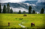 Wild horses in Urkiola natural park Urkiolagirre meadows, Bizkaia, Euskadi, Basque Country Spain