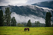 Wild horses in Urkiola natural park Urkiolagirre meadows, Bizkaia, Euskadi, Basque Country Spain