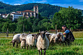 Latxa and Carranzana sheeps for made Idiazábal cheese productor in Ondarre, Goierri, Basque Highlands Basque Country, Euskadi Spain.