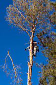 A tree surgeon drops a sawn off branch of a tree before cutting it down.