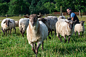 Latxa and Carranzana sheeps for made Idiazábal cheese productor in Ondarre, Goierri, Basque Highlands Basque Country, Euskadi Spain.