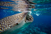 Close-Up Of A Whale Shark Rhincodon Typus at Oslob Cebu, Central Visayas, Philippines.