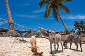 Fishermen boats and goats in Cayes-à-L’eau, a fishermen islet located northeast of Caye Grand Gosie, Île-à-Vache, Sud Province, Haiti