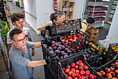 Unloading donated products in Rebost Solidari de Gracia, Gracia neighborhood, Barcelona, Spain, Europe. The Rebost Solidari de Gracia is a distributor entity of the Food Bank in its Sec, SERMA (fresh fruit and vegetables), cold chain (frozen and refrigerated products) and FEGA (products received from the EU) programs. An efficient management of all the food surpluses generated by the neighborhood (markets, supermarkets, shops, companies, restaurants, school canteens and others) is an important enough objective in itself, both for its use in the neighborhood and for the possible redistribution 