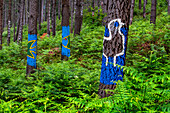 Oma Forest is a work of art by Agustin Ibarrola, a Basque sculptor and painter, in the natural reserve of Urdaibai, Oma, Vizcaya, Basque country Euskadi, Spain